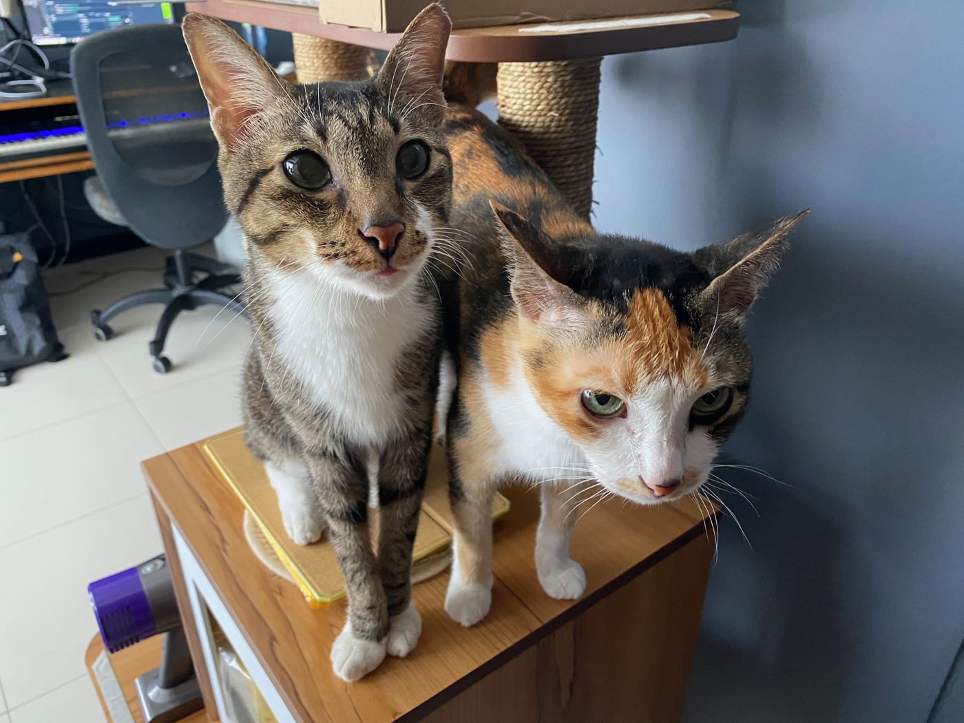 Dinger and Newton, two cats, standing together on a cat tree at home