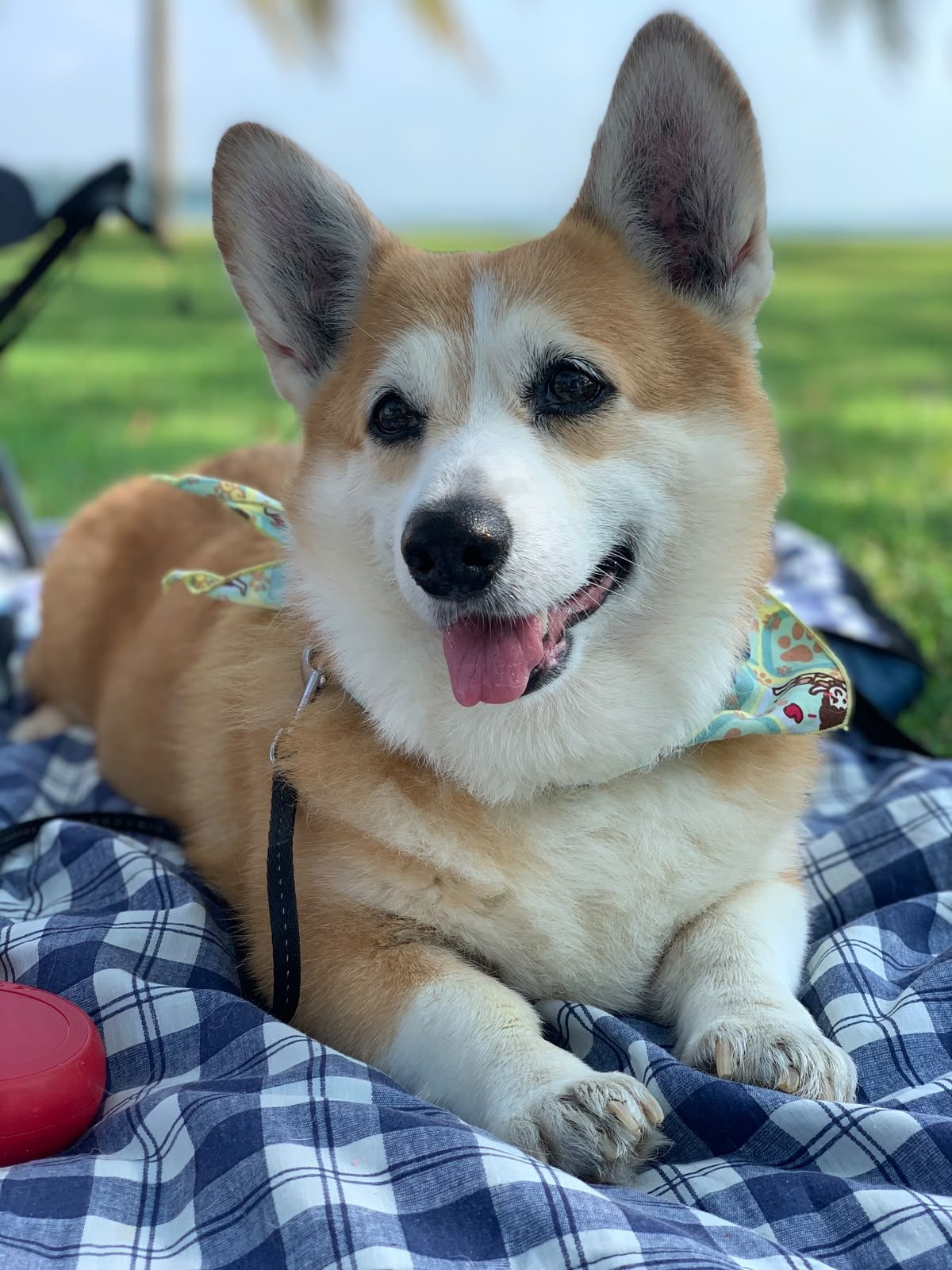 Original photo of Korbe the corgi lying on a picnic blanket