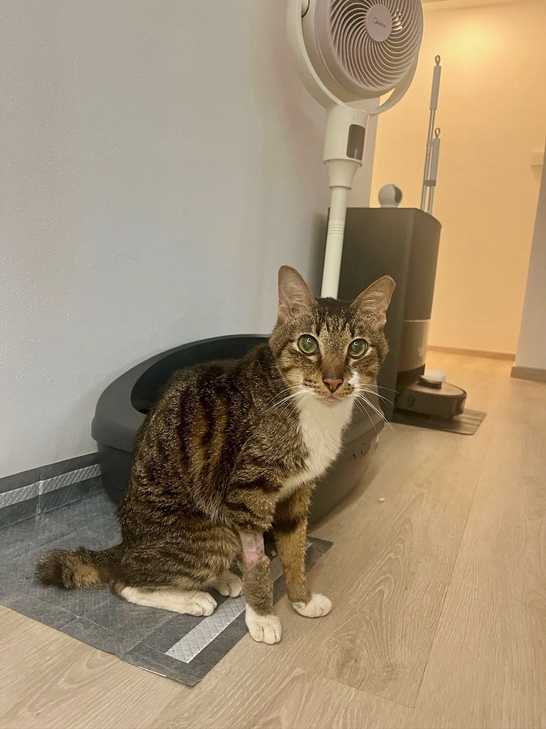 An everyday photo of Newton the cat sitting at home, with household clutter in the background