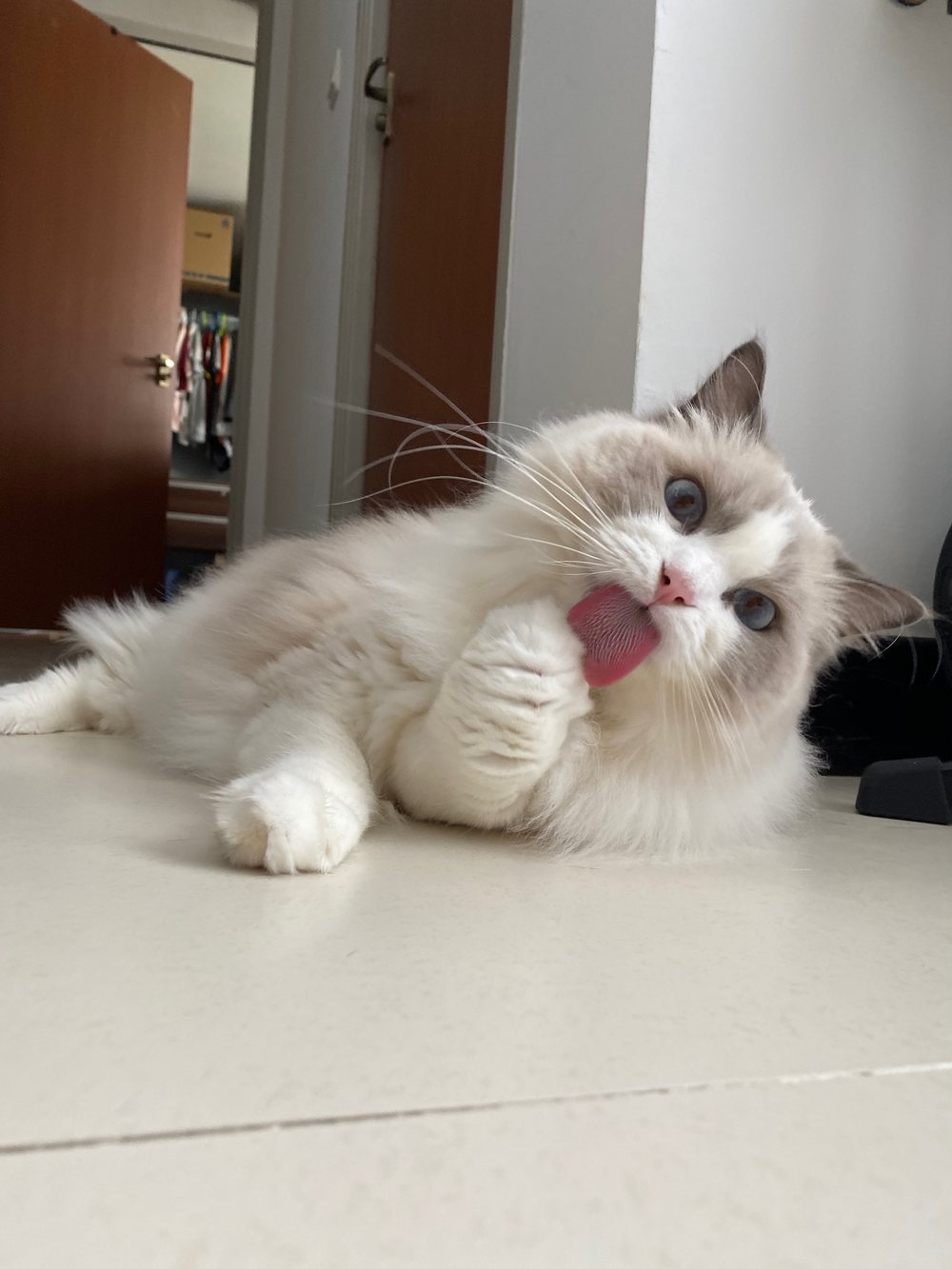 Truffle, a ragdoll cat, lying on the floor